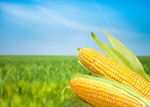 Сlipart corn maize sweet sweetcorn green   BillionPhotos