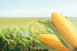 Сlipart corn maize sweet sweetcorn green   BillionPhotos