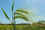 Сlipart Barley Wheat Green Cereal Plant Crop photo  BillionPhotos