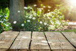 Сlipart wood green blur background bokeh photo  BillionPhotos