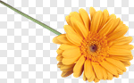 Сlipart Gerbera Daisy Daisy Yellow Single Flower Flower photo cut out BillionPhotos