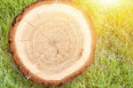 Сlipart Wood Log Tree Trunk Tree Portion   BillionPhotos