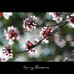 Сlipart Spring Cherry Blossom Blossom Japan Tree photo free BillionPhotos
