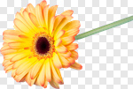 Сlipart Gerbera Daisy Daisy Yellow Single Flower Flower photo cut out BillionPhotos