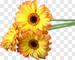 Сlipart Gerbera Daisy Daisy Yellow Single Flower Flower photo cut out BillionPhotos