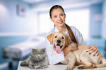 Сlipart dog cat pet vet vaccine   BillionPhotos