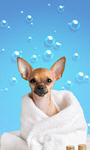 Сlipart dog grooming background water hand   BillionPhotos