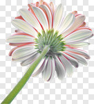 Сlipart Gerbera Daisy Daisy Single Flower Flower Head Flower photo cut out BillionPhotos