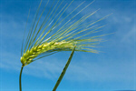 Сlipart Barley Wheat Green Cereal Plant Crop photo  BillionPhotos