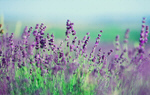 Сlipart spring aroma aromatherapy aromatic aromatic herbs   BillionPhotos