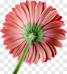 Сlipart Gerbera Daisy Daisy Single Flower Flower Head Flower photo cut out BillionPhotos