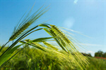 Сlipart Barley Wheat Green Cereal Plant Crop photo  BillionPhotos
