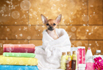 Сlipart dog bath grooming pet puppy   BillionPhotos