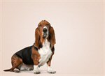 Сlipart Dog Basset Hound Hound Sitting Pets   BillionPhotos