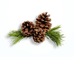 Сlipart fir pine cone white branch   BillionPhotos