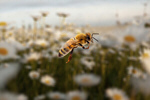 Сlipart bee background autumn animal beauty   BillionPhotos