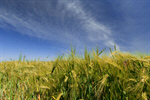 Сlipart Wheat Field Cereal Plant Crop Green photo  BillionPhotos