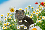 Сlipart cat nature spring european grass   BillionPhotos