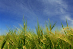 Сlipart Wheat Field Cereal Plant Crop Green photo  BillionPhotos