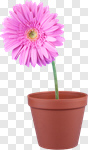 Сlipart Single Flower Flower Pink Daisy Gerbera Daisy photo cut out BillionPhotos