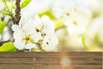 Сlipart background spring table advertising space blooming   BillionPhotos