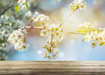 Сlipart background spring table advertising space blooming   BillionPhotos