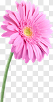 Сlipart Single Flower Flower Pink Daisy Gerbera Daisy photo cut out BillionPhotos
