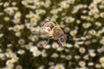Сlipart bee background autumn animal beauty   BillionPhotos