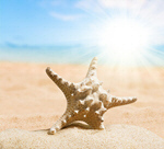 Сlipart summer outdoor closeup tree sunscreen   BillionPhotos