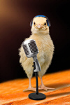Сlipart communication chick funny music microphone   BillionPhotos