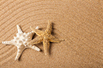 Сlipart sand beach background summer shell photo  BillionPhotos