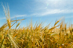Сlipart Wheat Field Farm Organic Agriculture photo  BillionPhotos