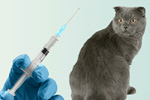 Сlipart cat vaccine adult animal animal clinic   BillionPhotos