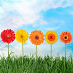 Сlipart Flower Gerbera Daisy Daisy Grass Yellow   BillionPhotos