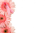 Сlipart Breast Cancer Breast Cancer Awareness Ribbon Pink Gerbera Daisy Frame photo  BillionPhotos