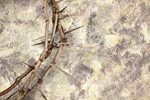Сlipart thorns crown week background backgrounds   BillionPhotos