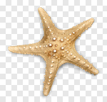 Сlipart animal aquarium aquatic beach creature photo cut out BillionPhotos