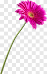 Сlipart Flower Single Flower Gerbera Daisy Daisy Stem photo cut out BillionPhotos