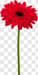 Сlipart Flower Single Flower Gerbera Daisy Daisy Red photo cut out BillionPhotos