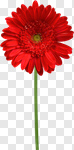 Сlipart Flower Single Flower Gerbera Daisy Daisy Red photo cut out BillionPhotos