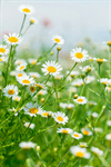 Сlipart Meadow Wildflower Nature Daisy Chamomile photo  BillionPhotos