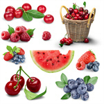 Сlipart Cranberry Berry Fruit Red Fruit Isolated   BillionPhotos