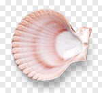 Сlipart white starfish sea mollusk isolated photo cut out BillionPhotos