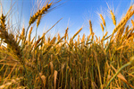 Сlipart Wheat Field Farm Organic Agriculture photo  BillionPhotos