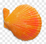 Сlipart white starfish sea mollusk isolated photo cut out BillionPhotos