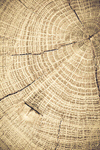 Сlipart Wood Tree Bark Textured Tree Trunk photo  BillionPhotos