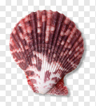 Сlipart white starfish sea mollusk isolated photo cut out BillionPhotos