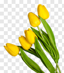 Сlipart spring flowers on desk flowers day jewel tulipe photo cut out BillionPhotos