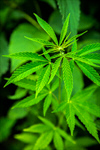 Сlipart Marijuana Marijuana Plant Hemp Leaf Plant photo  BillionPhotos