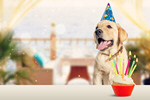 Сlipart adorable amusing animal background birthday   BillionPhotos